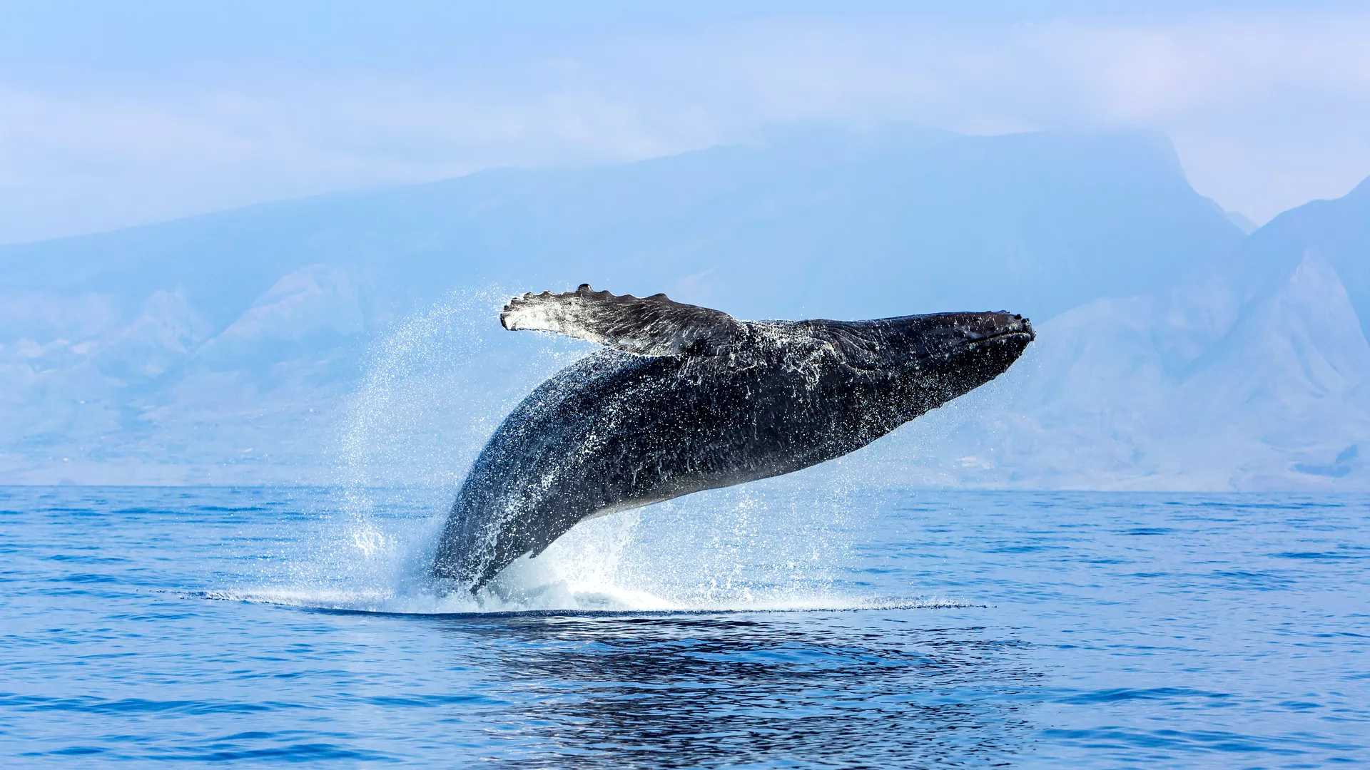 Distribution, habitat characteristics, and conservation status of Noah ...